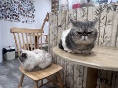 -楼上猫咖(罗湖店)
