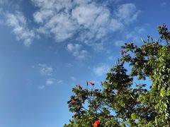 -深圳仙湖植物园