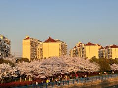 -高东镇樱花园