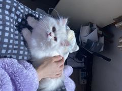 -喵zoo家庭繁育猫舍(尖东智能花园店)