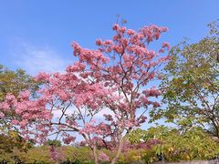 -深圳人才公园