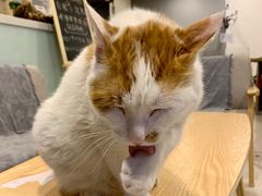 -平行世界·猫咖(首经贸店)