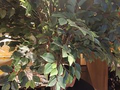 -同仁四季椰子鸡(无锡滨湖万象汇店)