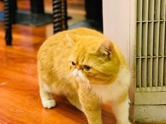 -猫小院猫主题咖啡厅(北锣店)
