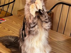 -豆逗聊愈猫阁Easy Life
