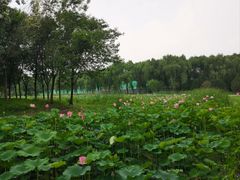 -东郊湿地公园