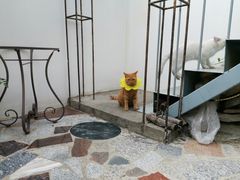 -喵屿·大理花园猫咖