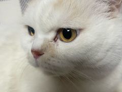 -宠物星动物医院·眼科·异宠·猫科(江南大道总院)