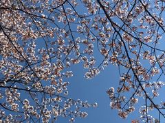 -京都御所