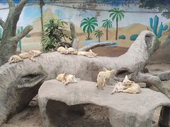 -上海野生动物园