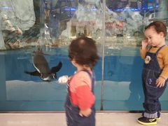 -帝企鹅自助餐厅•儿童岛•真企鹅(长隆企鹅酒店)