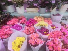 -大自然花鸟鱼虫市场