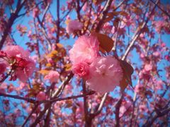 -高东镇樱花园