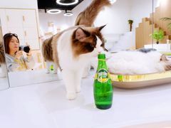-COLOR PETS 撸猫馆·购猫·猫咖(长风大悦城店)