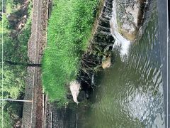 -Local泰莲庭(虹鳟鱼店)