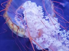 -珠海长隆海洋王国
