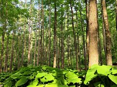 -洛阳白云山景区