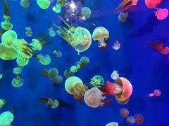 -成都浩海立方海洋公园