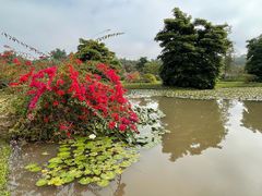 -中国科学院西双版纳热带植物园
