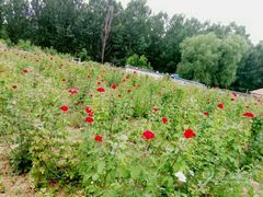 -北京东方普罗旺斯薰衣草庄园