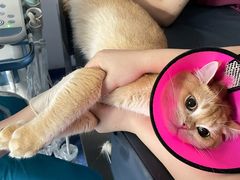 -爱诺耐芙动物医院(万博店)