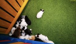 -萌宠亲子动物乐园(槐房万达店)