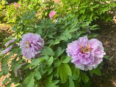 -洛阳市隋唐城遗址植物园