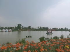 -荷兰花海