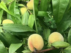 -成都中医药大学(温江校区)