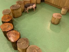 -藦茜花园宠物主题亲子互动体验馆(国顺东路店)
