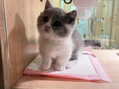 -BABIT巴比特宠物(MOMOPARK店)