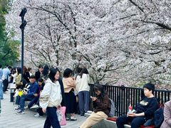 -武汉大学-樱园