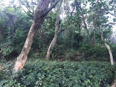 -玉树公园