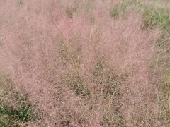 -广东花都香草世界旅游度假区
