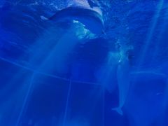 -上海海昌海洋公园-冰山北极馆