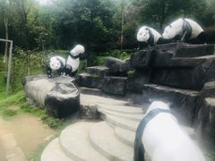 -都江堰中华大熊猫苑