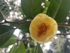 -金花茶公园