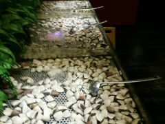 -大漠风烤肉火锅自助餐厅(鹰展店)