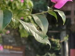 -丽江束河古镇-石莲古寺