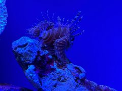 -上海海洋水族馆