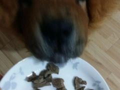 -伟伟宠物医院·CT影像中心·瑞派犬猫综合性门诊(汉口总院)