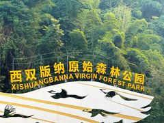 -西双版纳原始森林公园