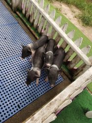 -萌宠亲子动物乐园(槐房万达店)