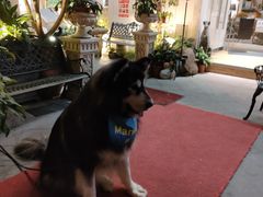 -more than meow吴止猫主题餐厅(承德 中船汇店)