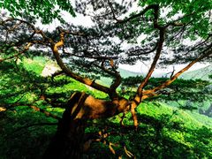 -五女峰国家森林公园