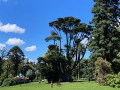 -墨尔本皇家植物园