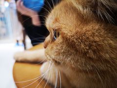 -藏猫猫咖啡主题馆(中央大道店)