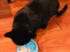 -猫小院猫主题咖啡厅(北锣店)