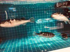-腾阁自助餐厅(朝林广场店)