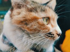 -七叔是岛民(花基新村店)